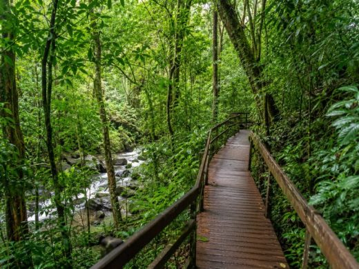 Selva misionera